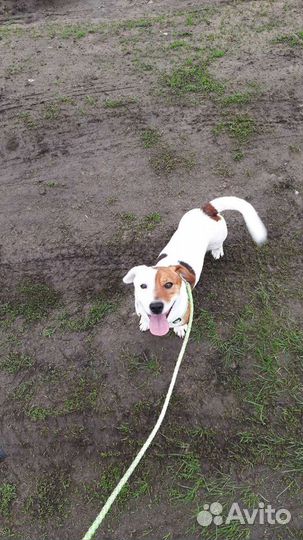 Вязка джек Рассел терьер