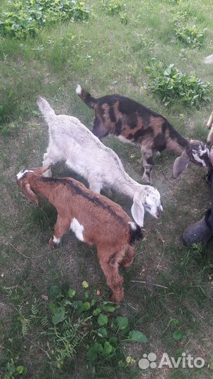 Продам козлят., порода нубийцы/шами