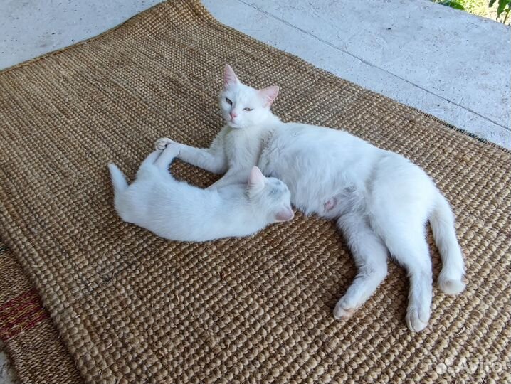 Белый котёнок