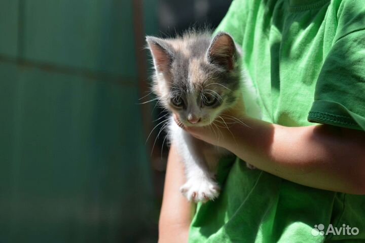 Котейки в добрые руки 1,5 месяца