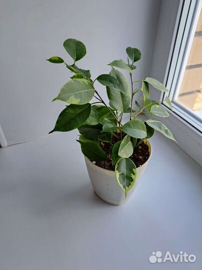 Фикусы разных сортов