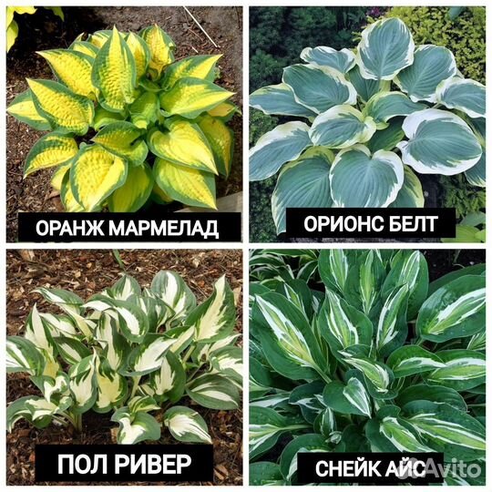 Хоста растение