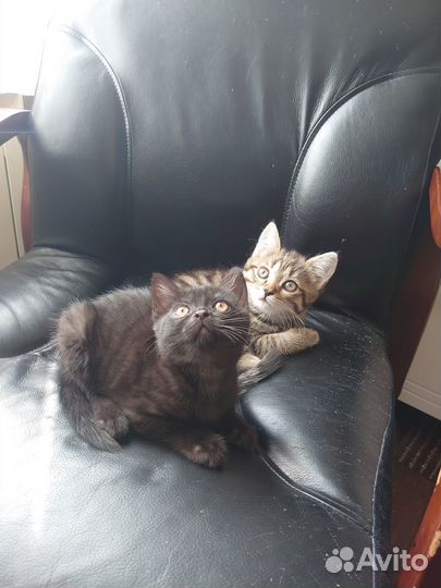 Котята в добрые руки даром девочка