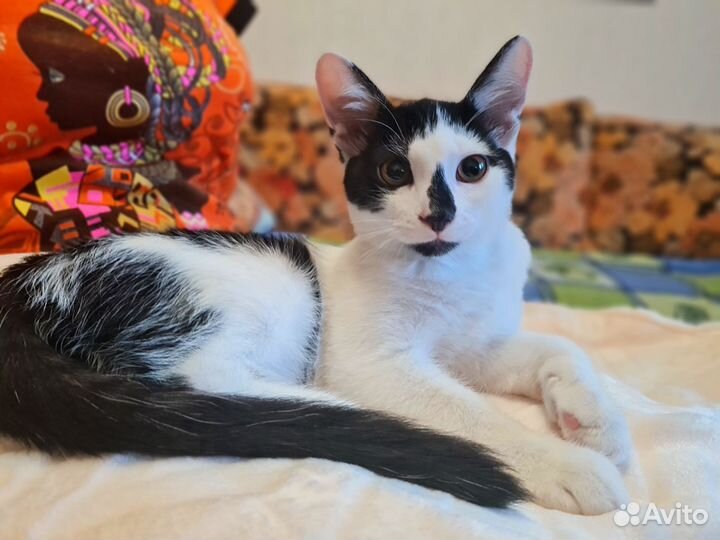 Котенок в добрые руки