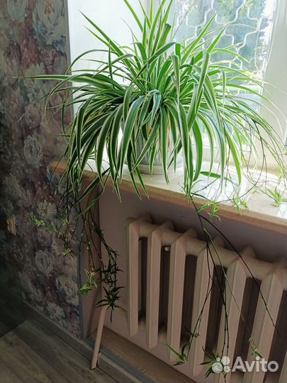 Цветы интерьерные, комнатные