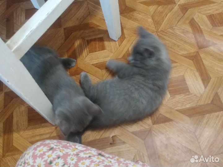 Котята