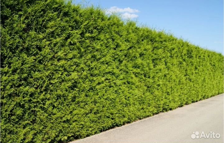 Туя Брабант и Туя голден Брабант