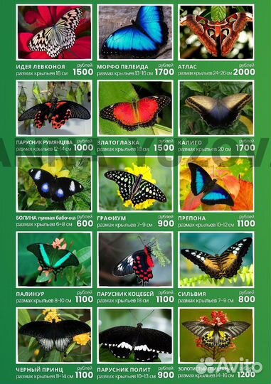 Ферма-детская бабочек
