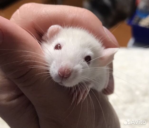 Крысята малыши из Питомника. Крыса. Крысёнок