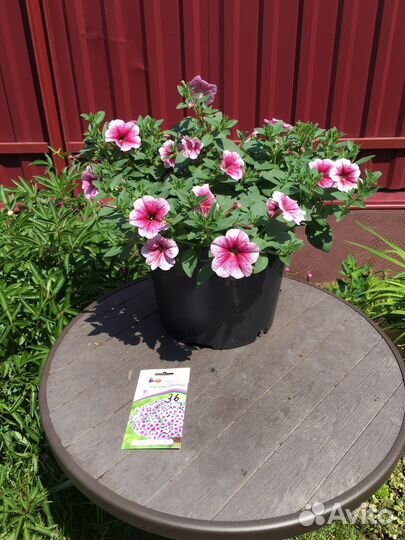 Петуния, цветы в горшке