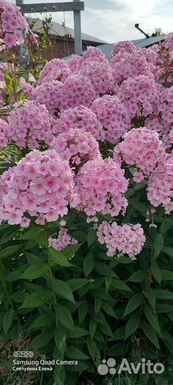 Флокс метельчатый