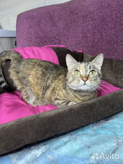 Спасите Сироту