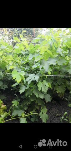 Саженцы винограда