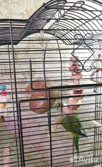 Попугай Монах квакер