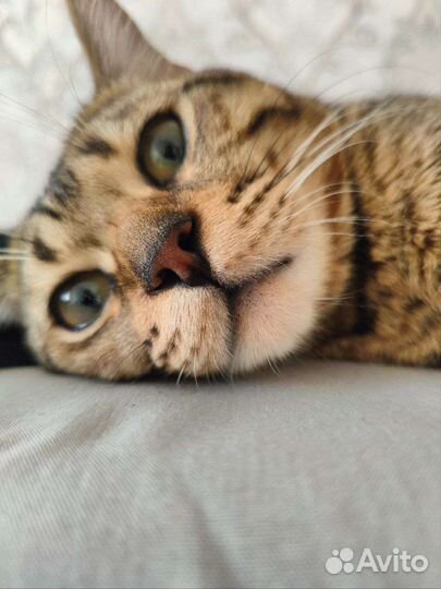 Бенгальский кот вязка, не продаю