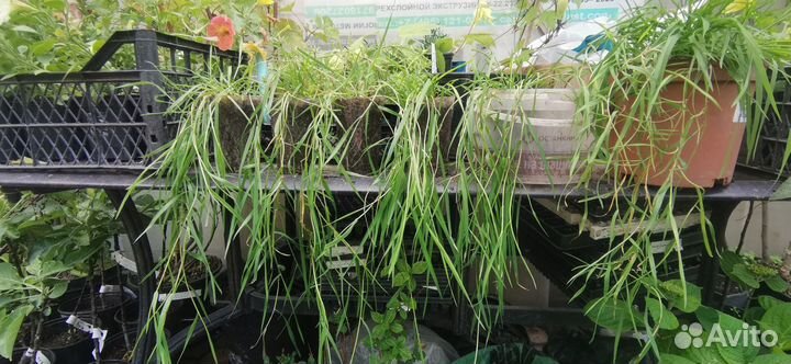 Агростис green twist (ампельный бамбук)
