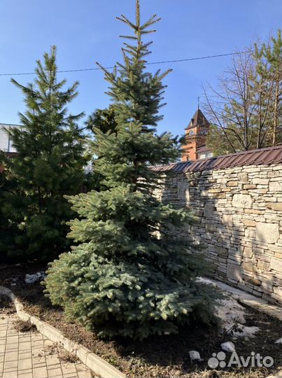 Ель голубая