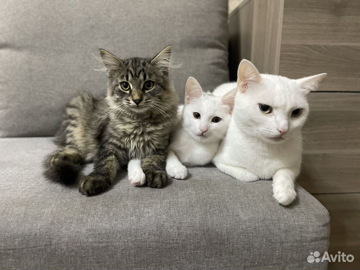 Котята красивые породистые