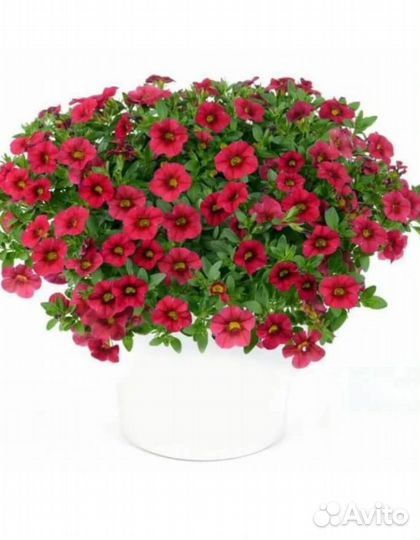 Кашпо подвесные с цветущим калибрахоа