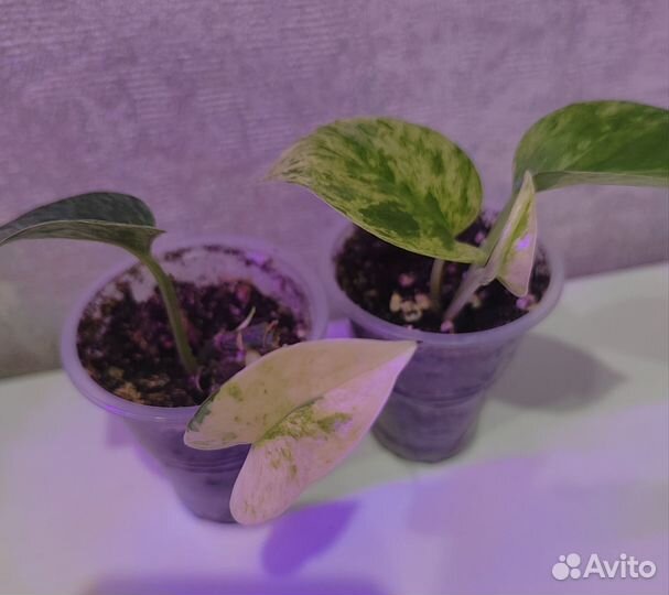 Эпепремнум, филодендрон