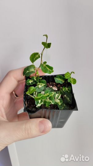 Фикусы пумила: Минима, Санни, Грин санни, Кёрли