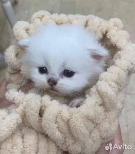 Шотландский котенок