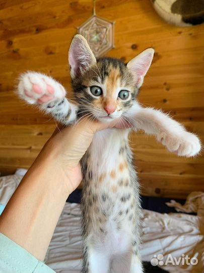 Котята в добрые руки даром