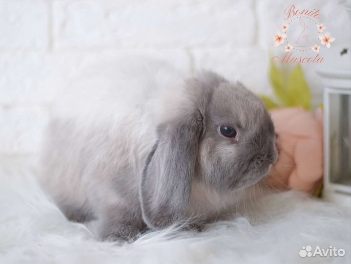 Декоративные карликовые кролики