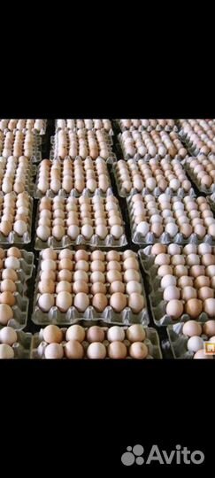 Мясо бройлера, тушенка, инкуб.,яйцо, цыплята