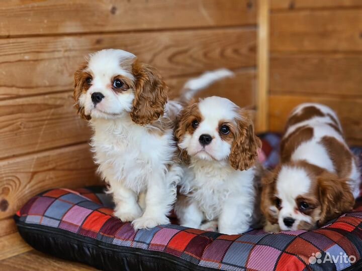 Кавалер Кинг Чарльз девочки