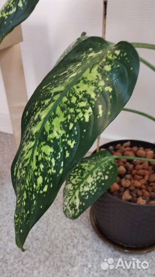 Диффенбахия