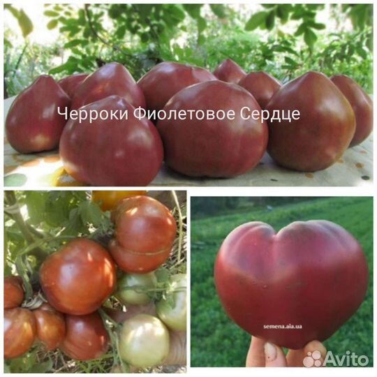 Семена томатов