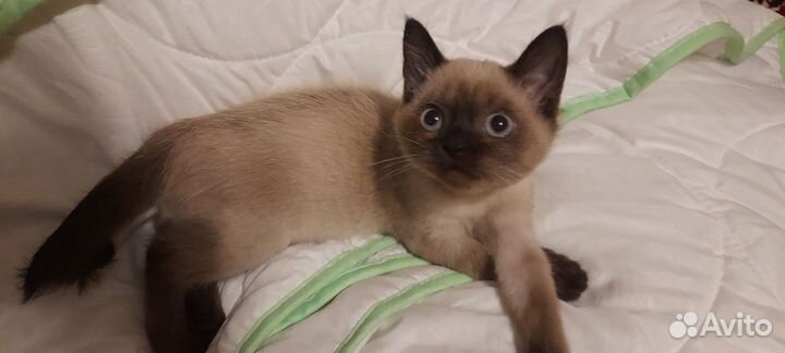 Кошки в добрые руки бесплатно