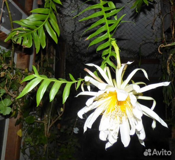 Эпифиллум Марниера