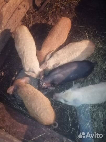 Венгерская мангалица поросята