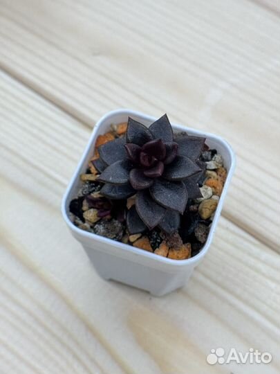 Суккуленты 3