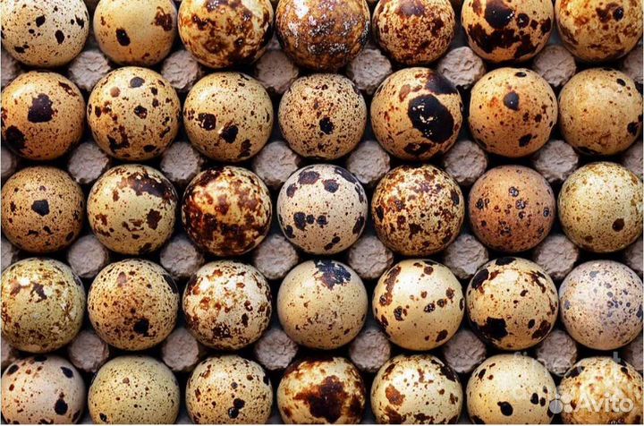 Яйца перепелиные инкубационное