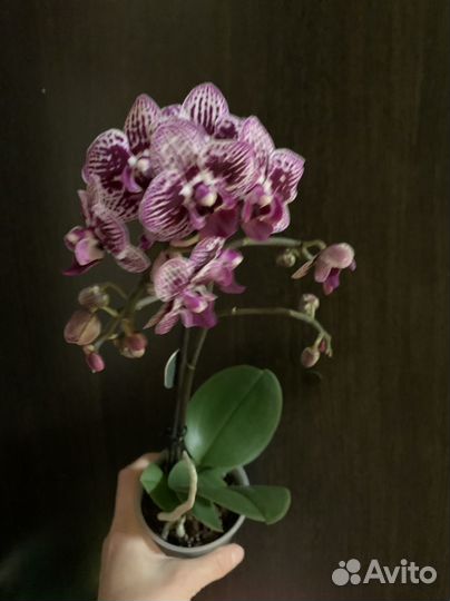 Орхидея фаленопсис мультифлора
