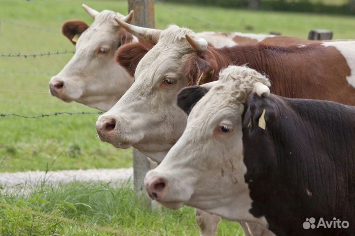 Пищевые отходы (корм) для животных