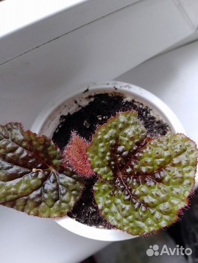 Бегония мэсона