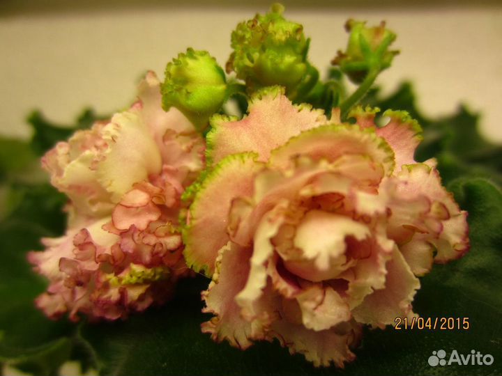 Цветущие розетки, черенки,детки, стартеры фиалок