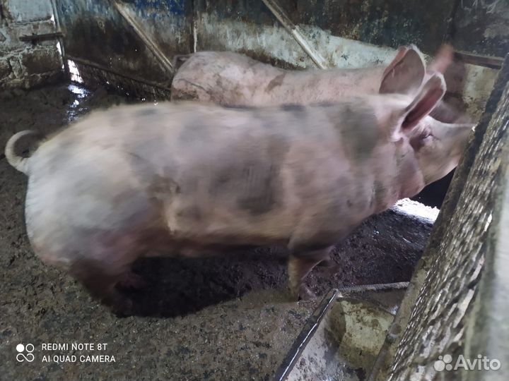 Свиньи живым весом