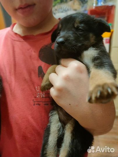 Щенки бесплатно