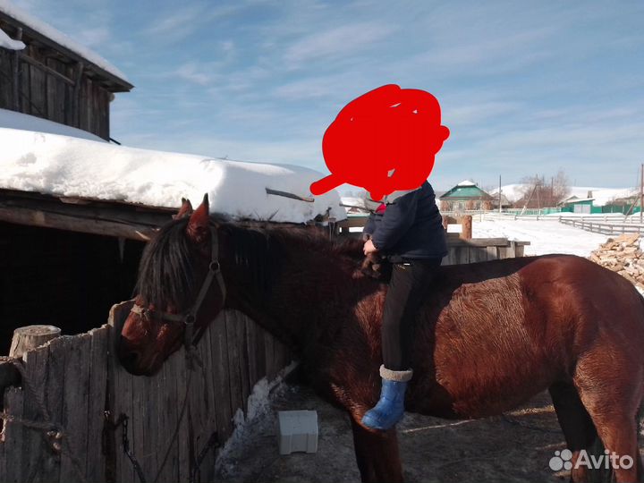 Лошадь кобыла