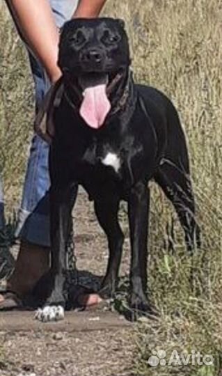 Собака питбуль