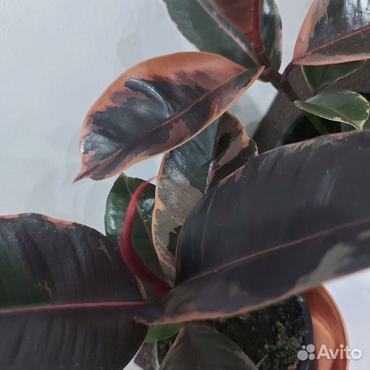 Фикус эластика Белиз