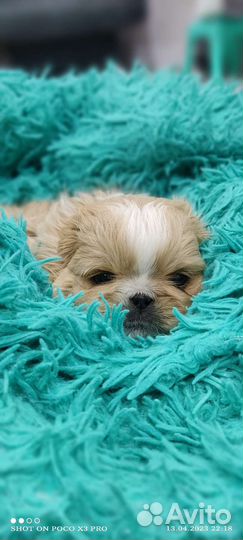 Щенки пекинеса