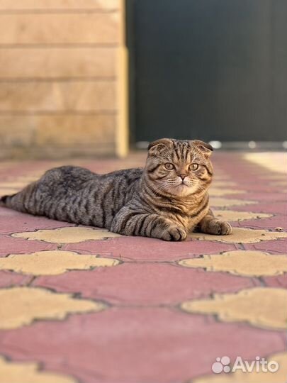 Кот на вязку