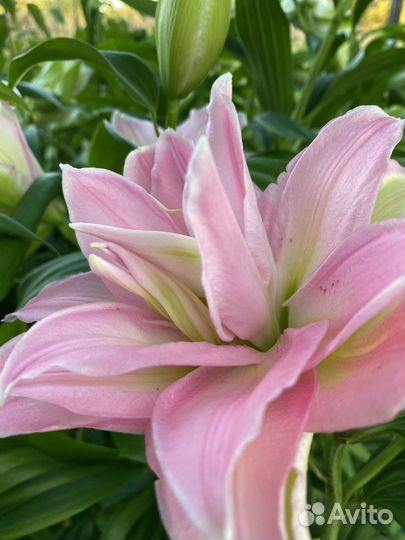 Букет из лилий