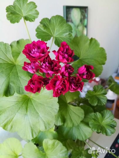 Пеларгонии Мадам Селерон и розебудные